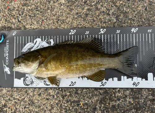 スモールマウスバスの釣果