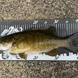 スモールマウスバス