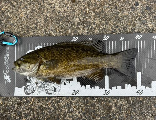 スモールマウスバスの釣果