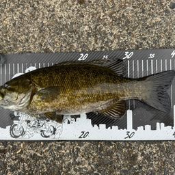 スモールマウスバス