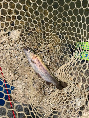 ニジマスの釣果