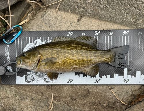 スモールマウスバスの釣果