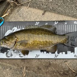 スモールマウスバス