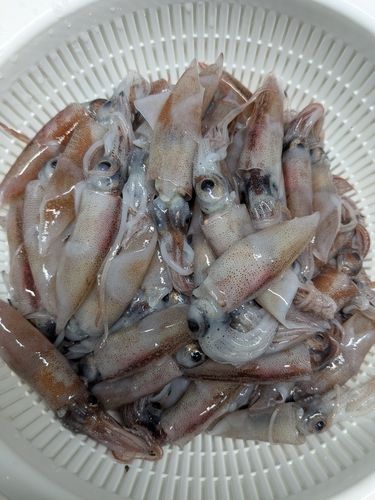 ホタルイカの釣果