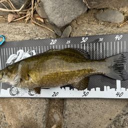 スモールマウスバス