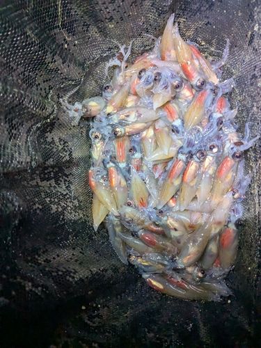 ホタルイカの釣果