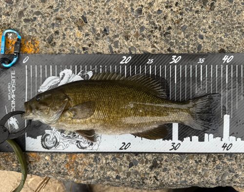 スモールマウスバスの釣果