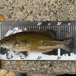 スモールマウスバス