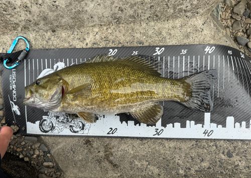 スモールマウスバスの釣果