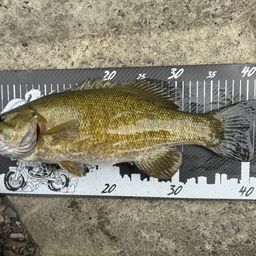 スモールマウスバス