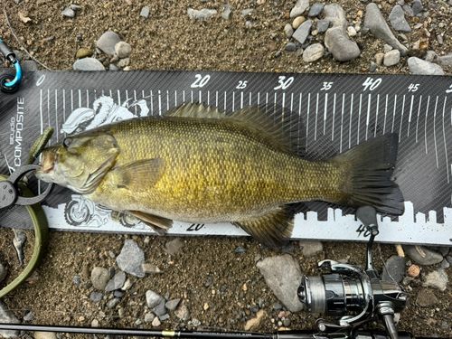 スモールマウスバスの釣果