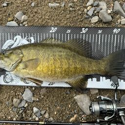 スモールマウスバス