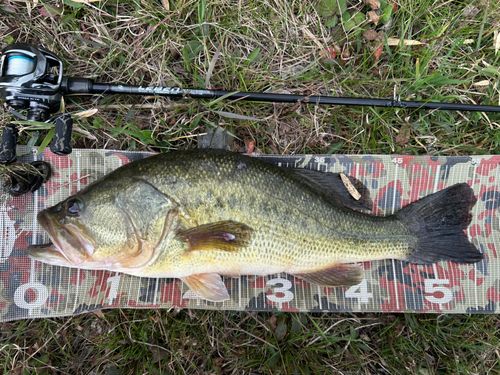 ブラックバスの釣果