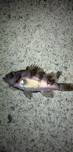 シロメバルの釣果