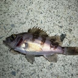 シロメバル