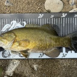 スモールマウスバス