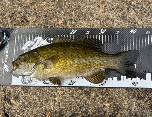 スモールマウスバスの釣果
