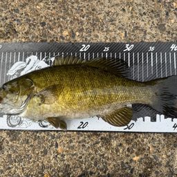 スモールマウスバス