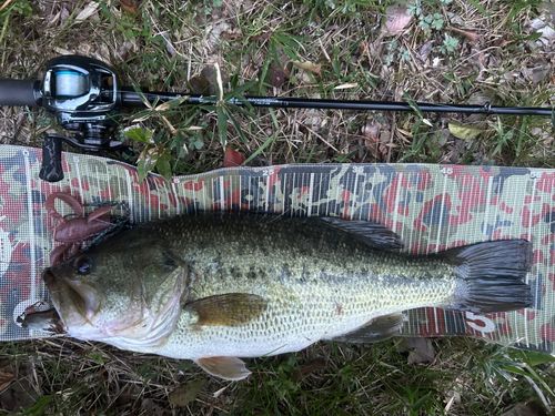 ブラックバスの釣果