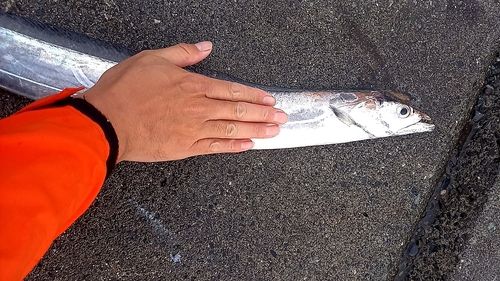 タチウオの釣果