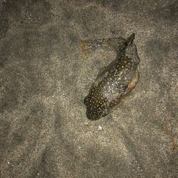 セイゴ（タイリクスズキ）