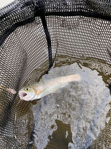 ニジマスの釣果