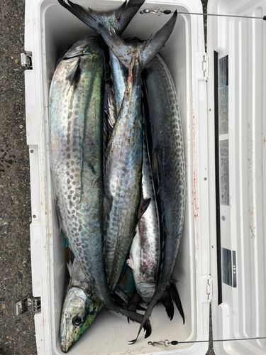 サワラの釣果