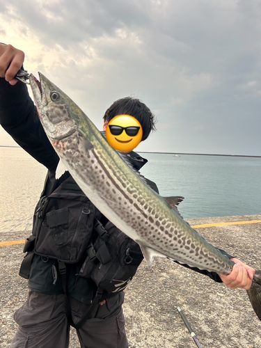 サワラの釣果