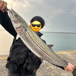 サワラ