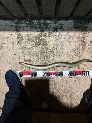 ウナギの釣果