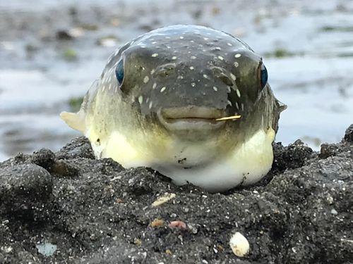 クサフグの釣果