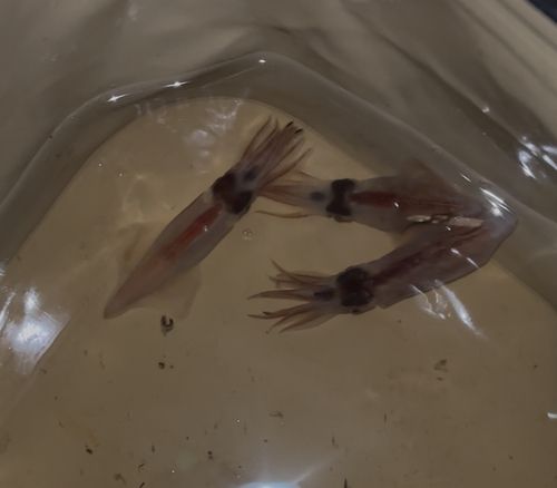 ホタルイカの釣果