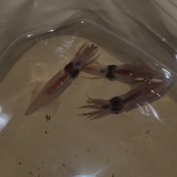 ホタルイカ