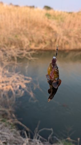 ヌマチチブの釣果
