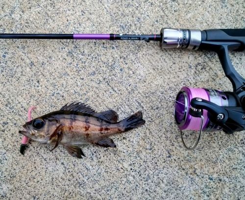メバルの釣果