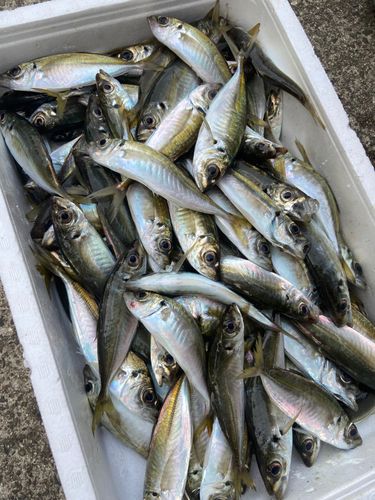 ヒラアジの釣果