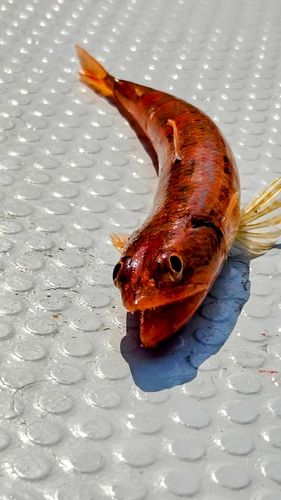 アカエソの釣果