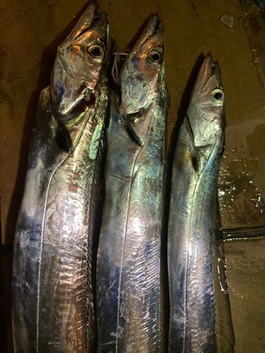 タチウオの釣果