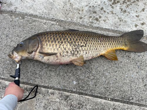 コイの釣果