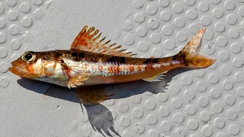 イトヒキヒメの釣果