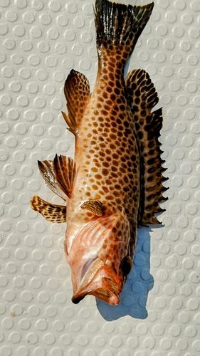 オオモンハタの釣果