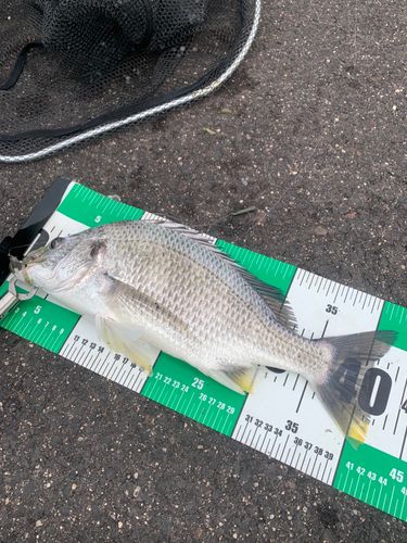 キビレの釣果