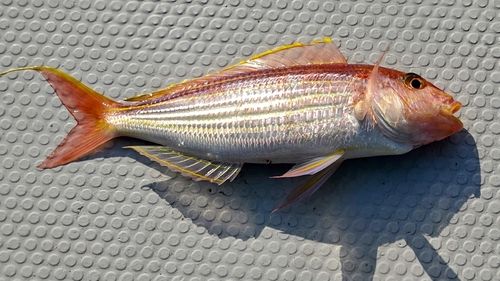 イトヨリダイの釣果