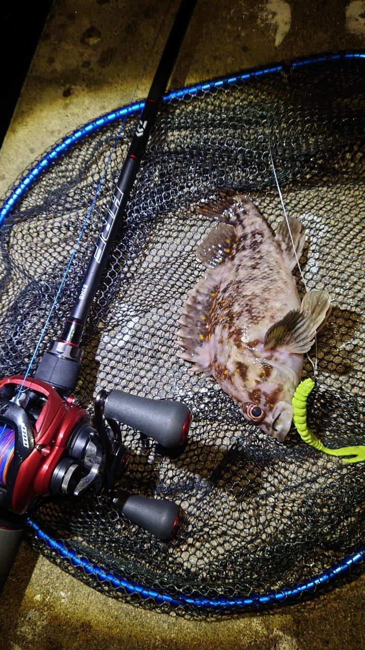 DAIWA 20HRF® PE スペシャル 8.1R-TWの最安値・インプレ・釣果
