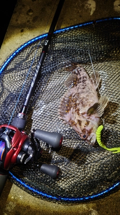 オウゴンムラソイの釣果