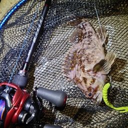 オウゴンムラソイ