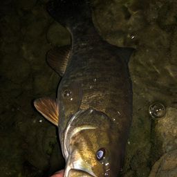 スモールマウスバス