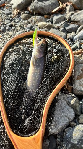 イワナの釣果