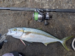 ヒラマサの釣果