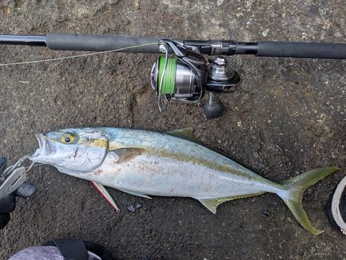 ヒラマサの釣果